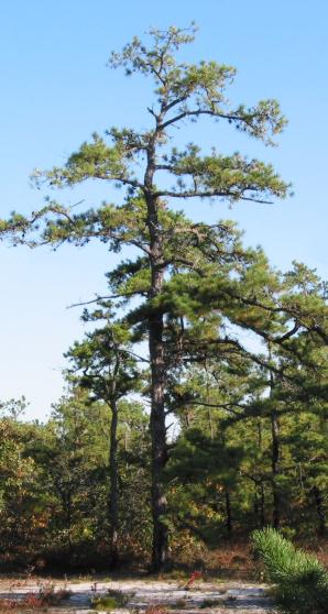 Pine Barrens of New Jersey